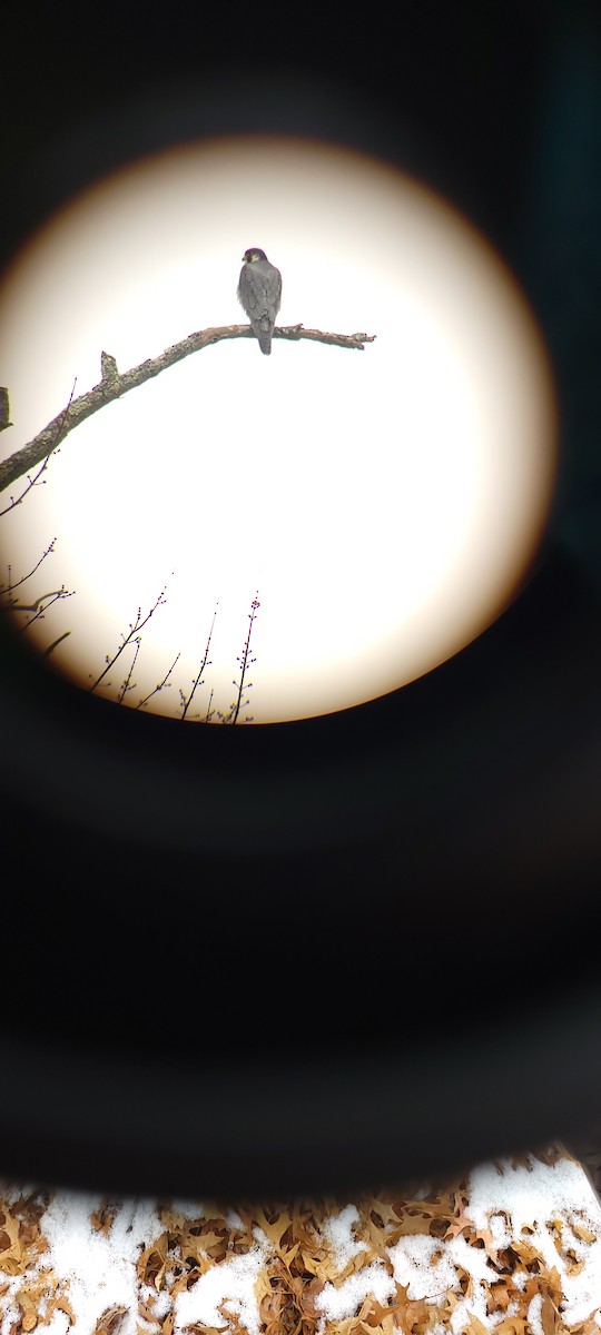 Эгэл шонхор - ML398626351