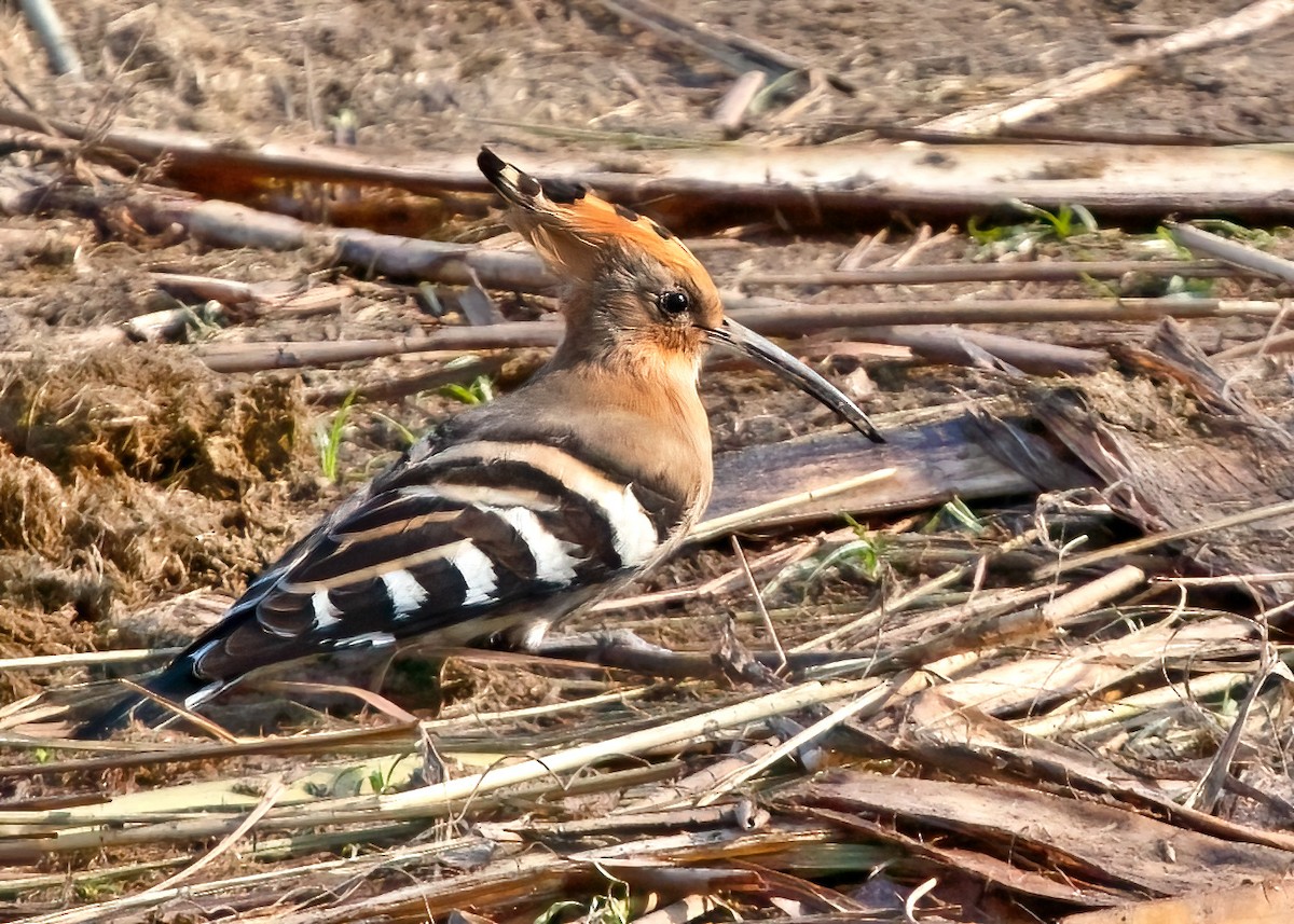 Eurasian Hoopoe - ML398629451