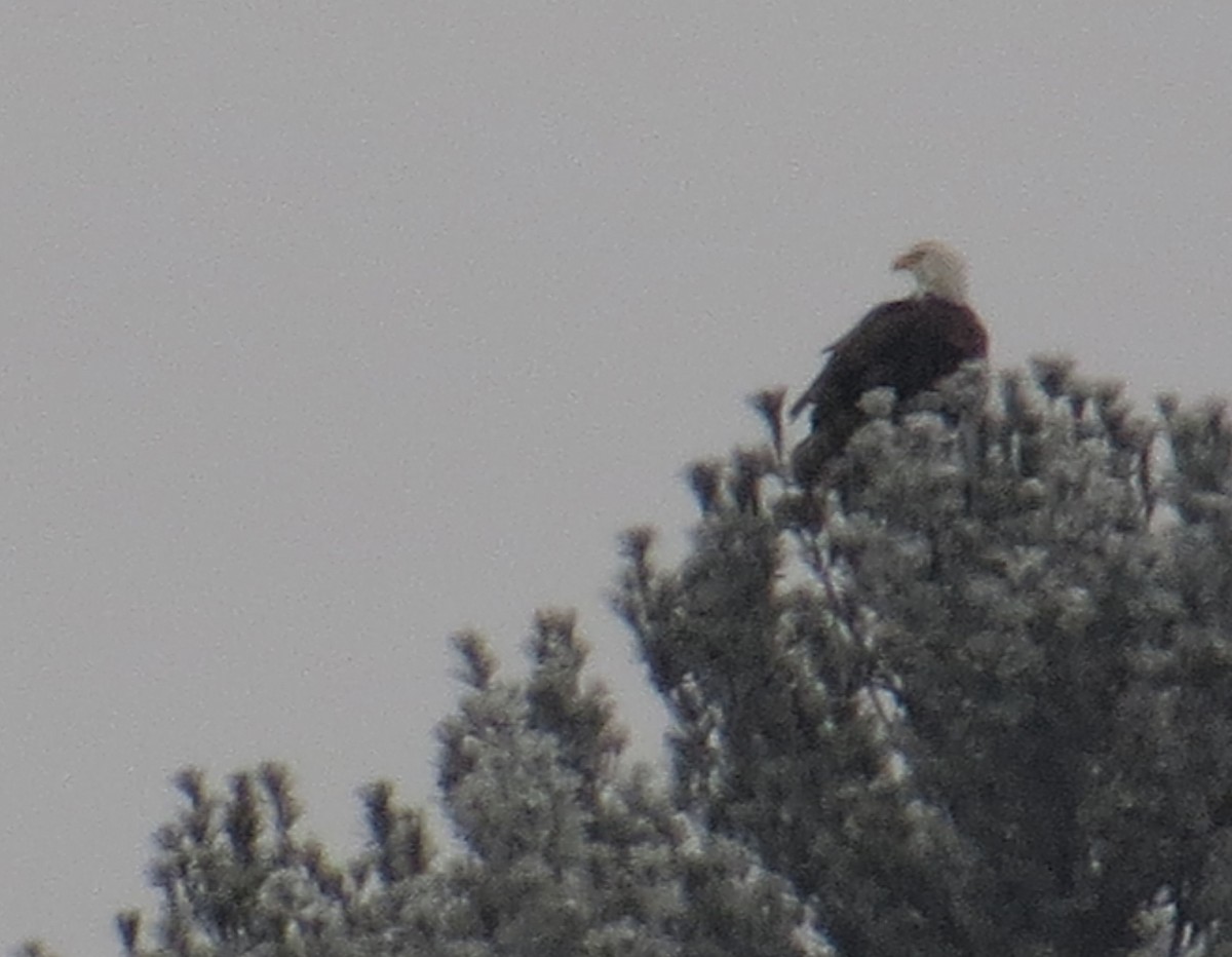 Bald Eagle - ML398629861