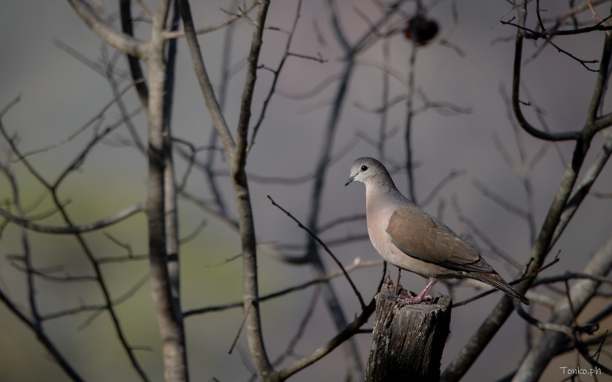 Large-tailed Dove - Carlos Maure