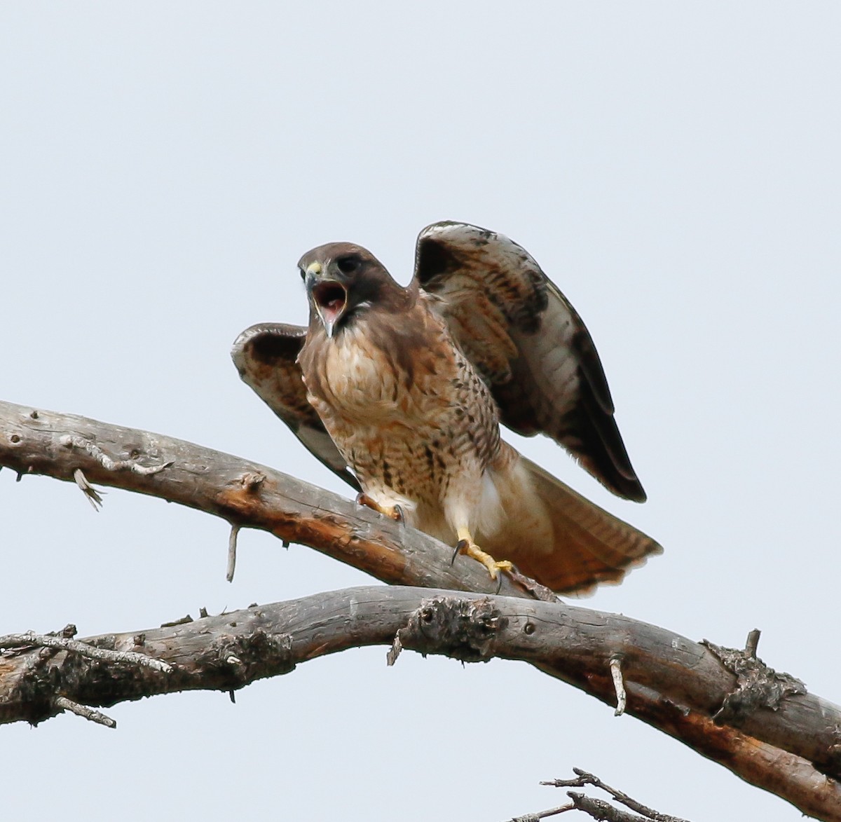 Red-tailed Hawk - Kirk Swenson