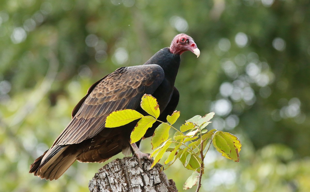 Turkey Vulture - ML39863131