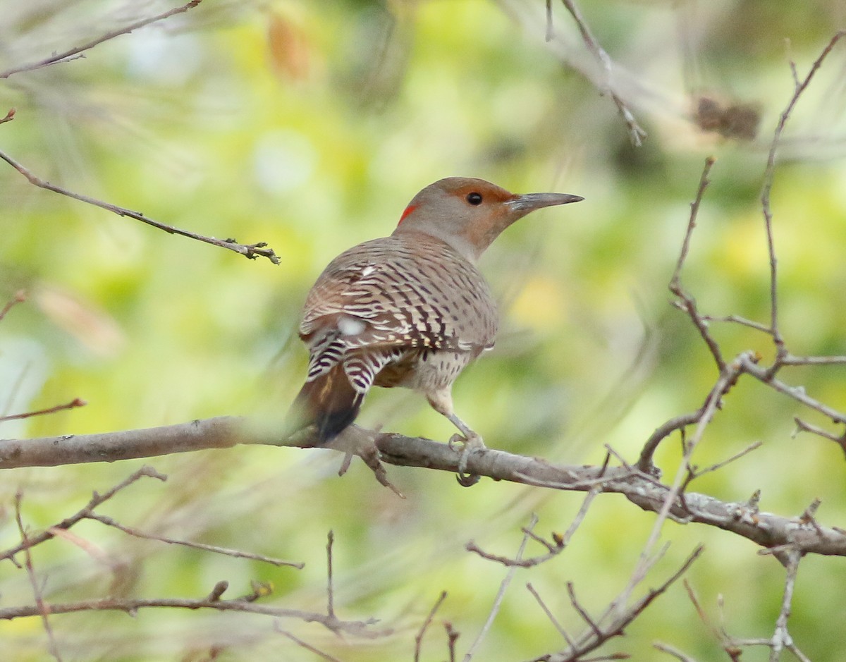 Northern Flicker (Yellow-shafted x Red-shafted) - ML39863141