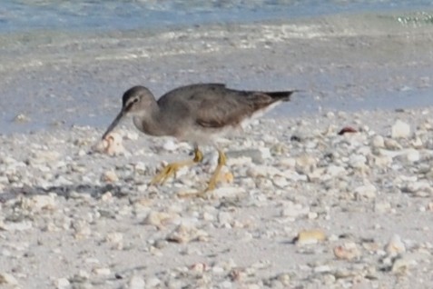 Wandering Tattler - ML39863181