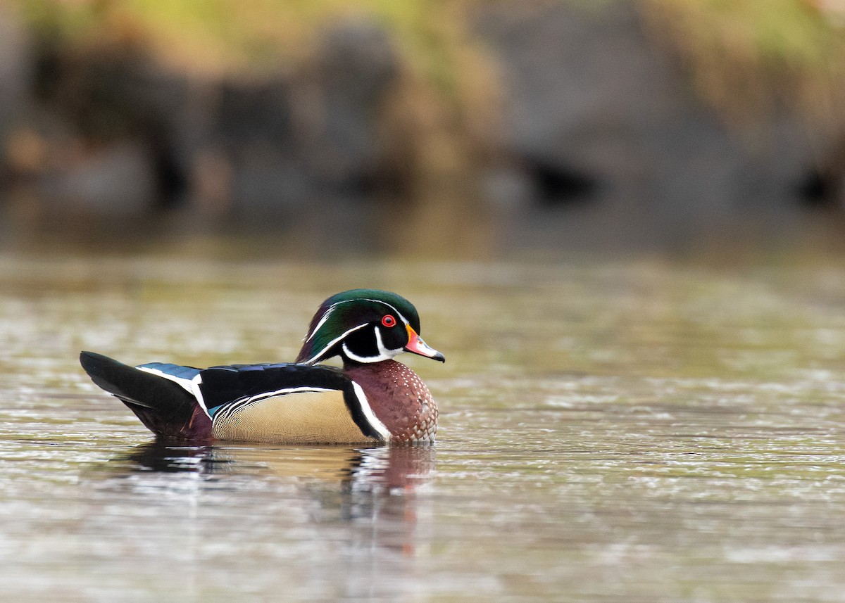 Wood Duck - ML398632441
