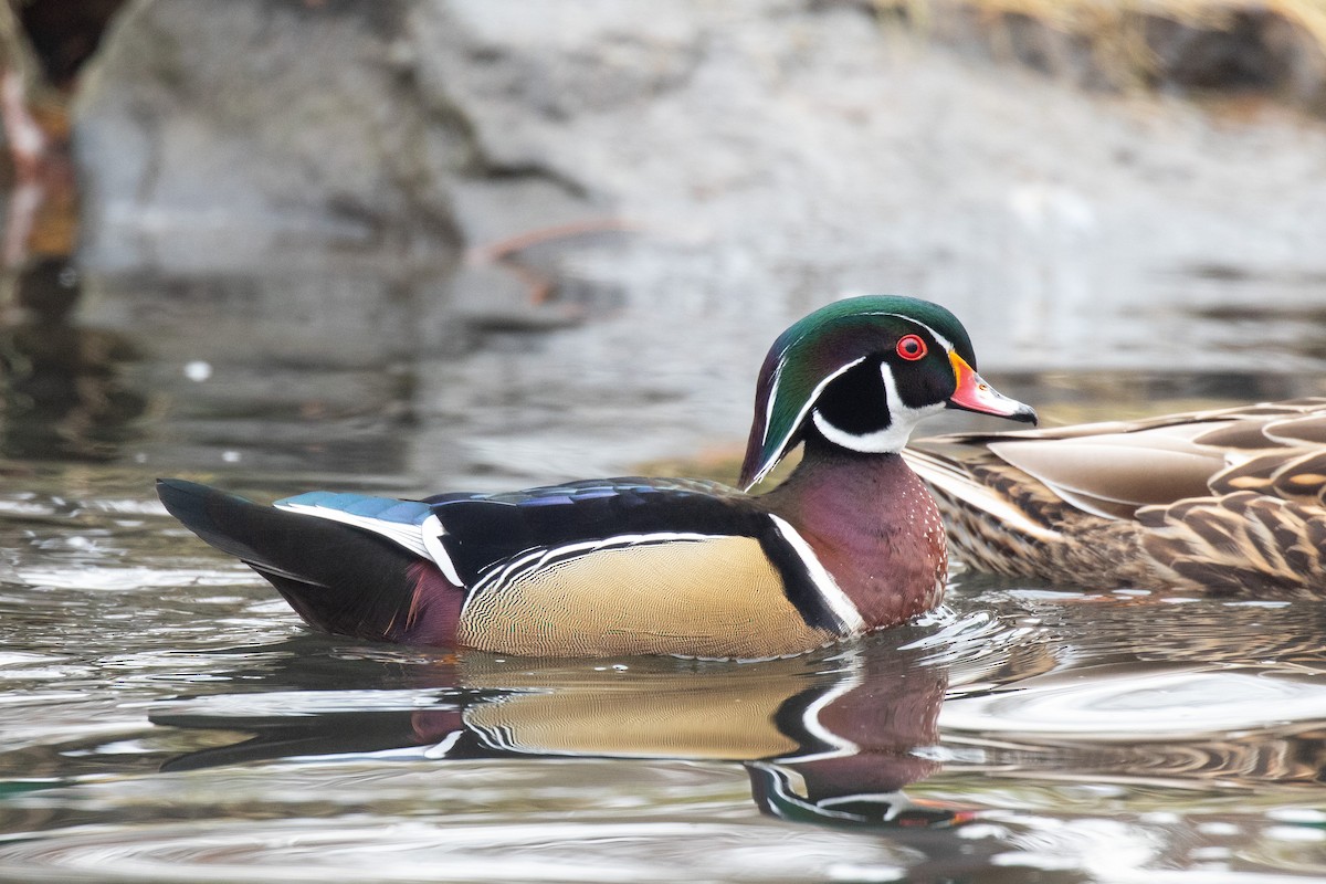 Wood Duck - ML398632451