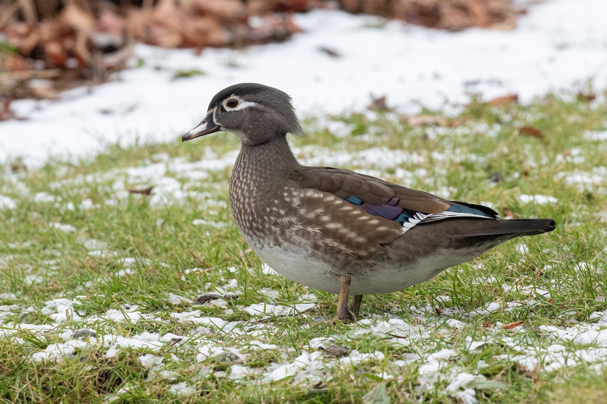 Wood Duck - ML398632461