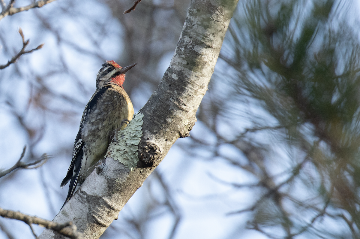 Yellow-bellied Sapsucker - ML398632591