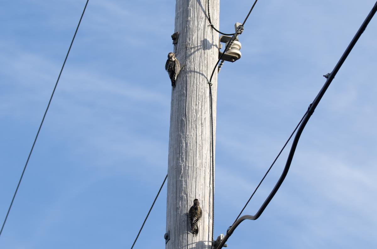 Yellow-bellied Sapsucker - ML398632611