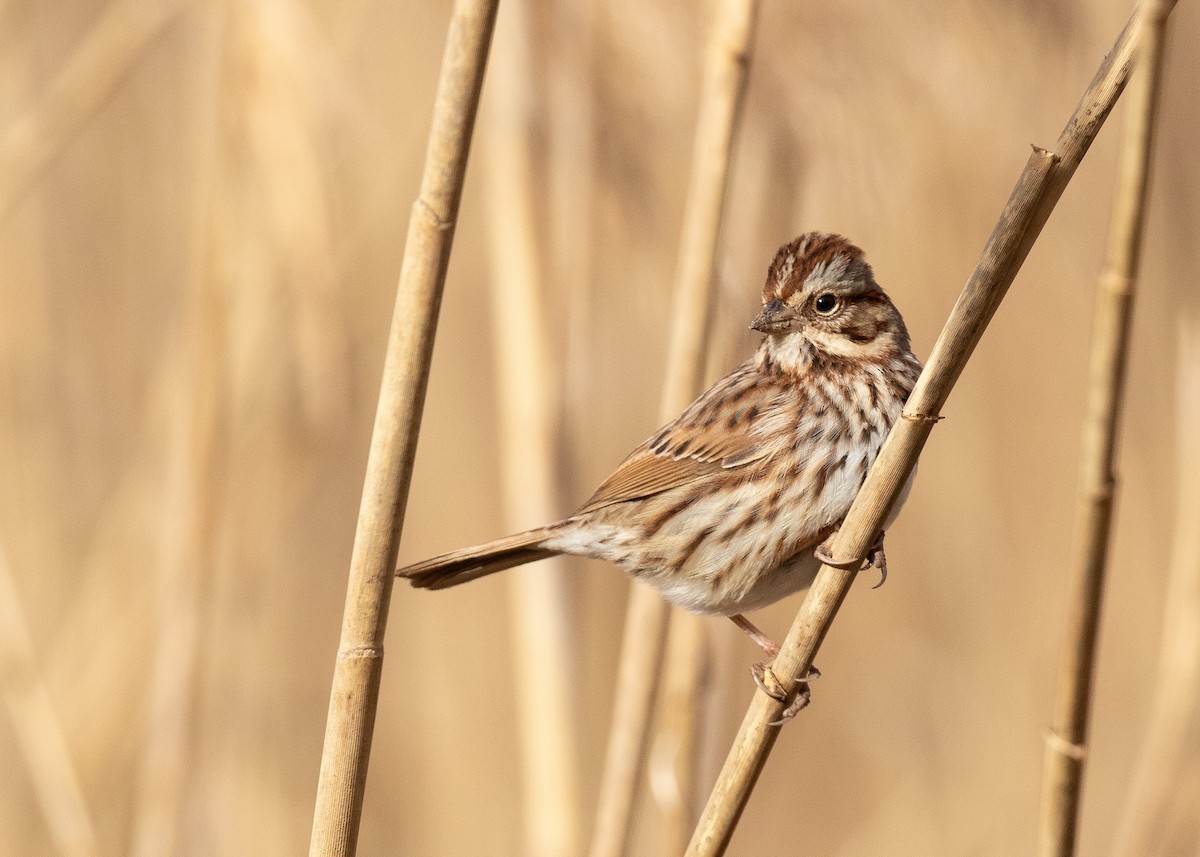 Song Sparrow - ML398632631
