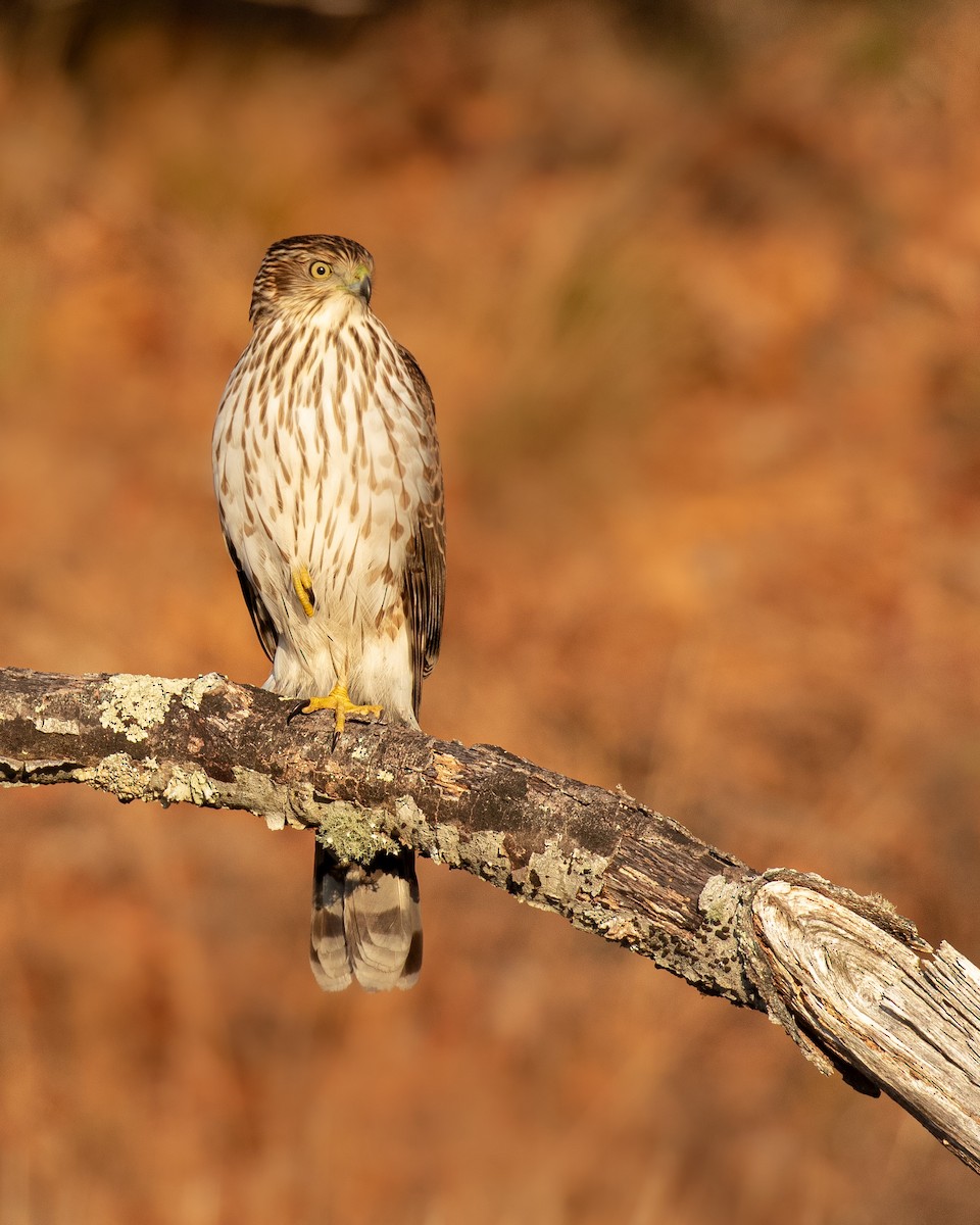 Cooper's Hawk - ML398632801