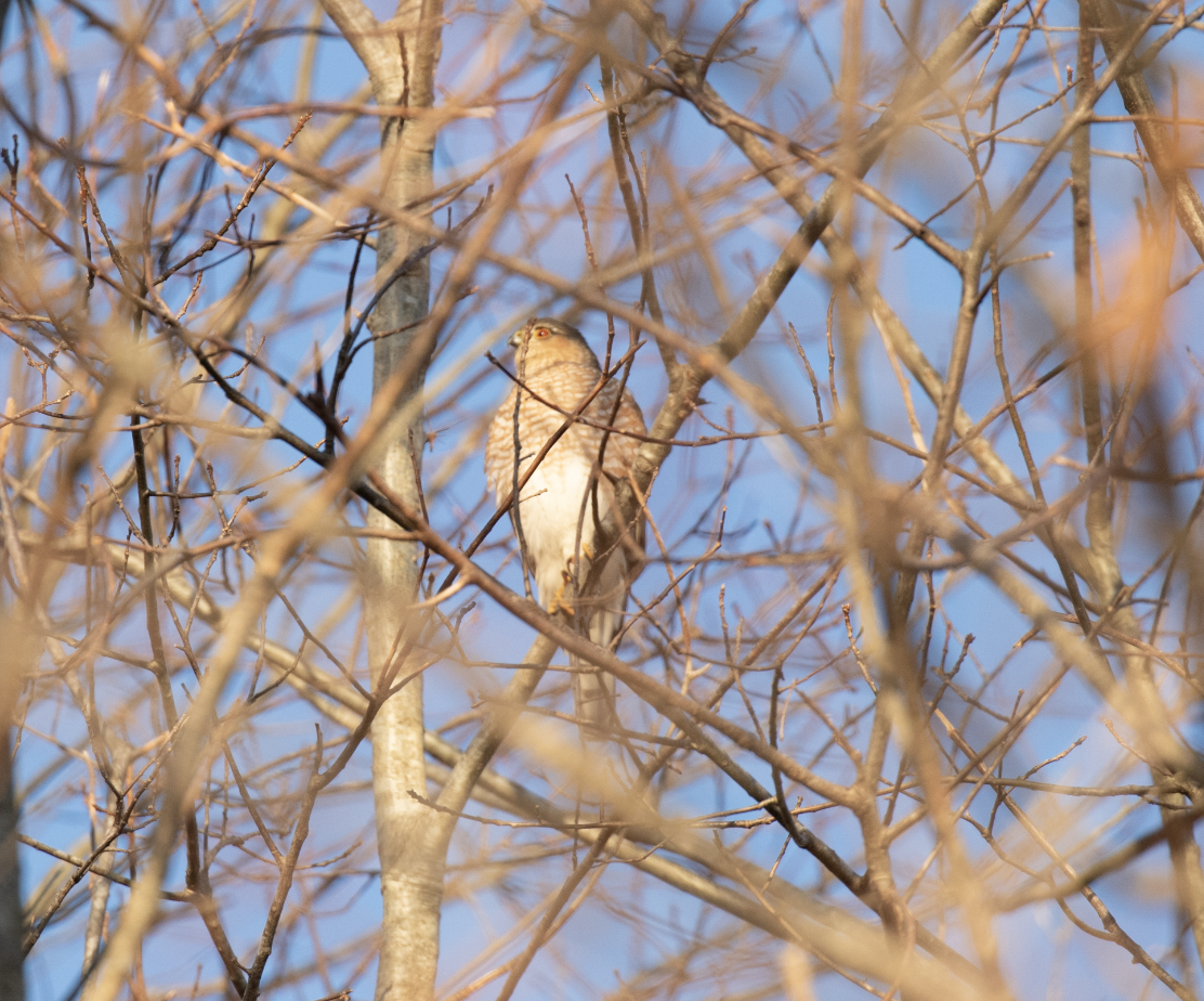 Sharp-shinned Hawk - ML398632941