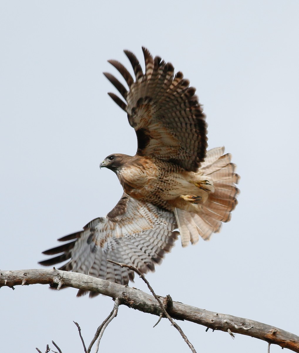 Red-tailed Hawk - ML39863301