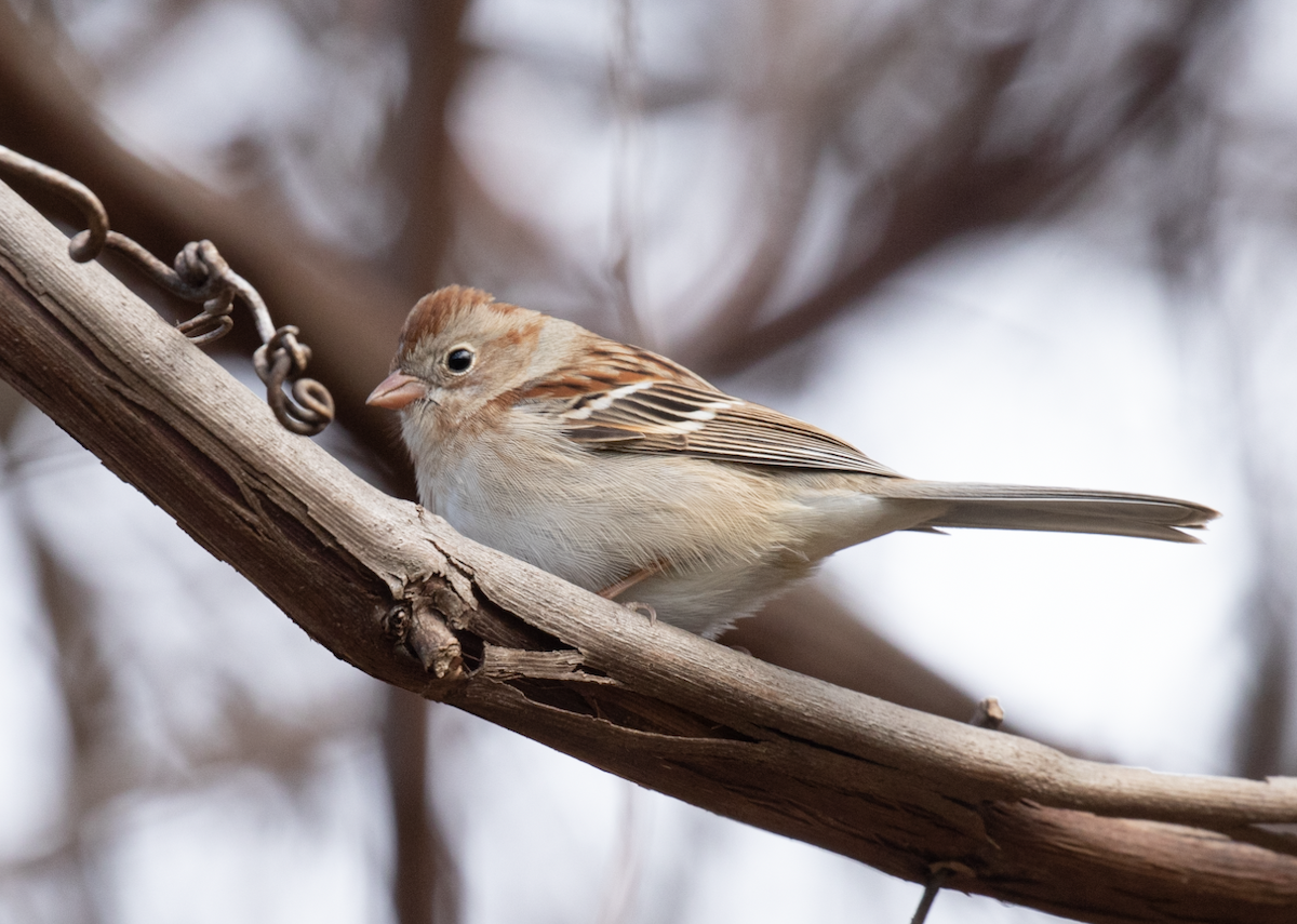 Field Sparrow - ML398634641