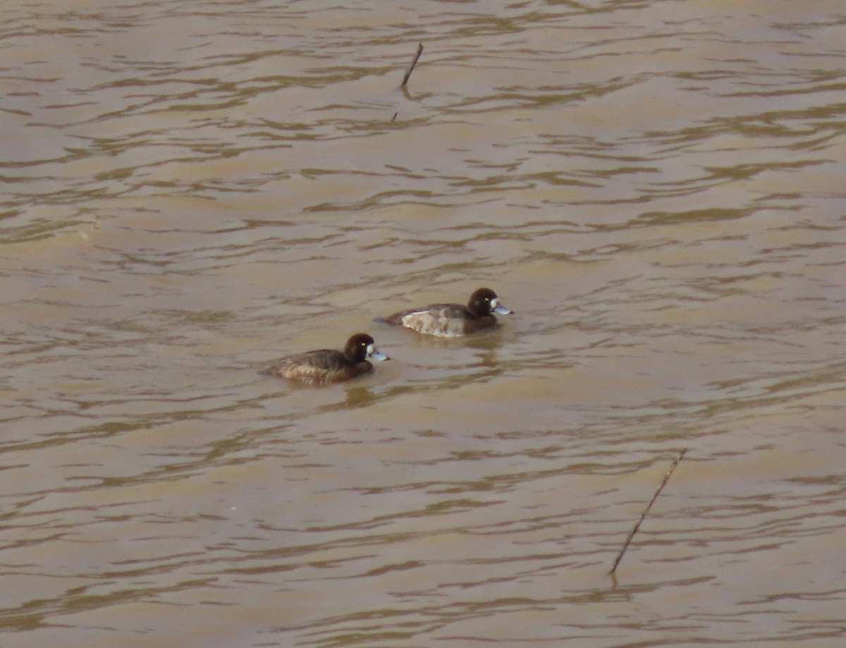 Greater Scaup - ML398634811