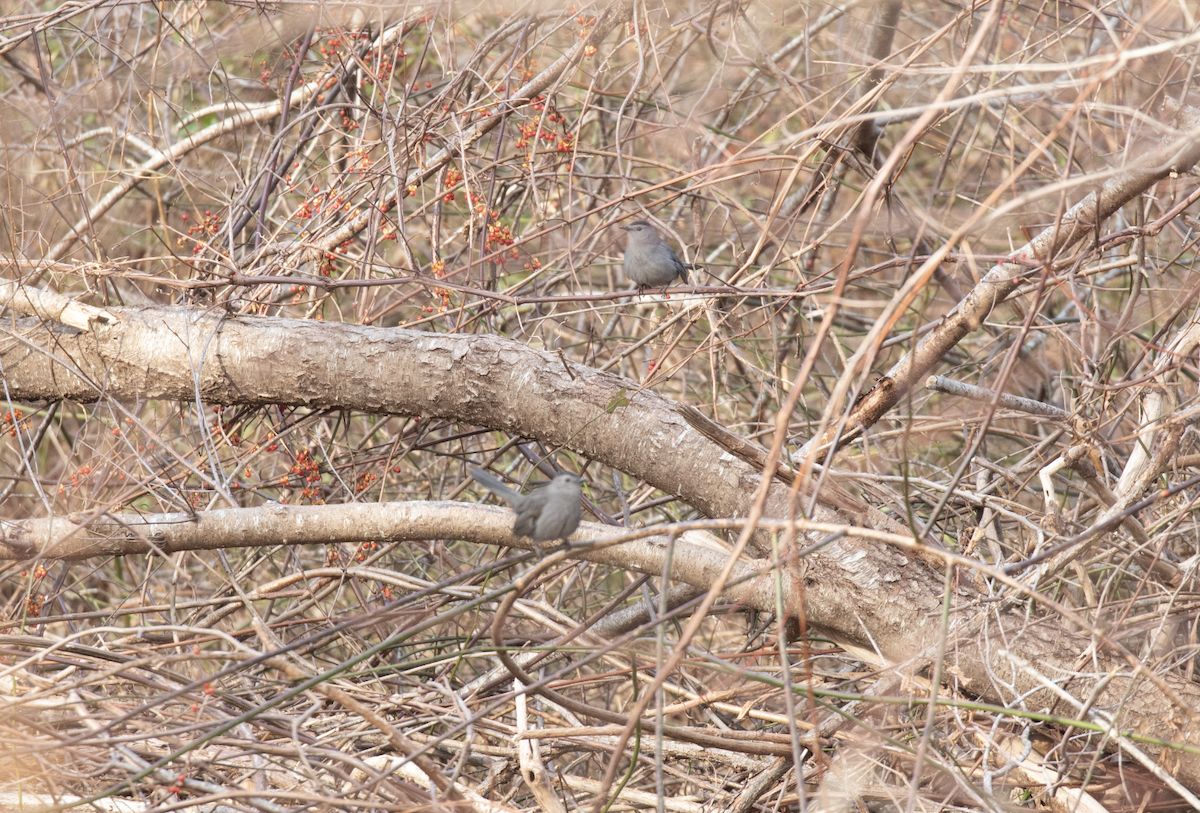 Gray Catbird - ML398634901