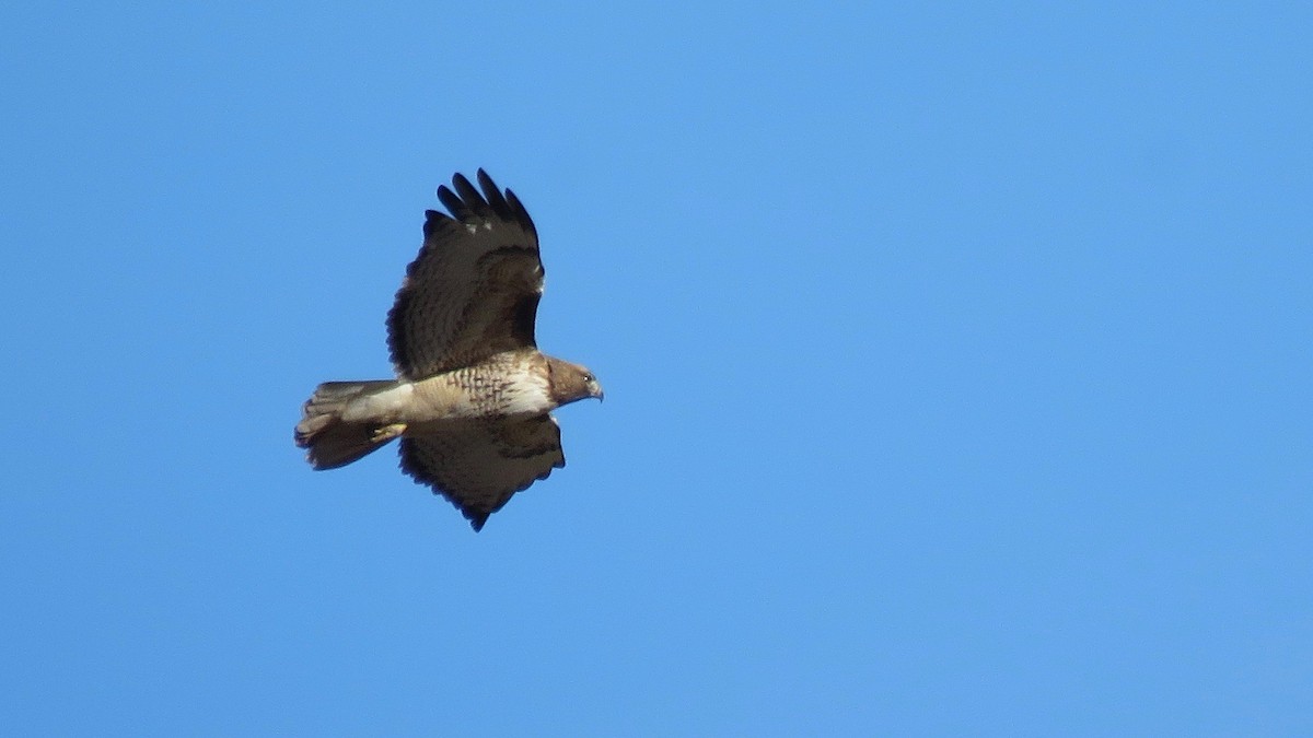 Red-tailed Hawk - Tim Forrester