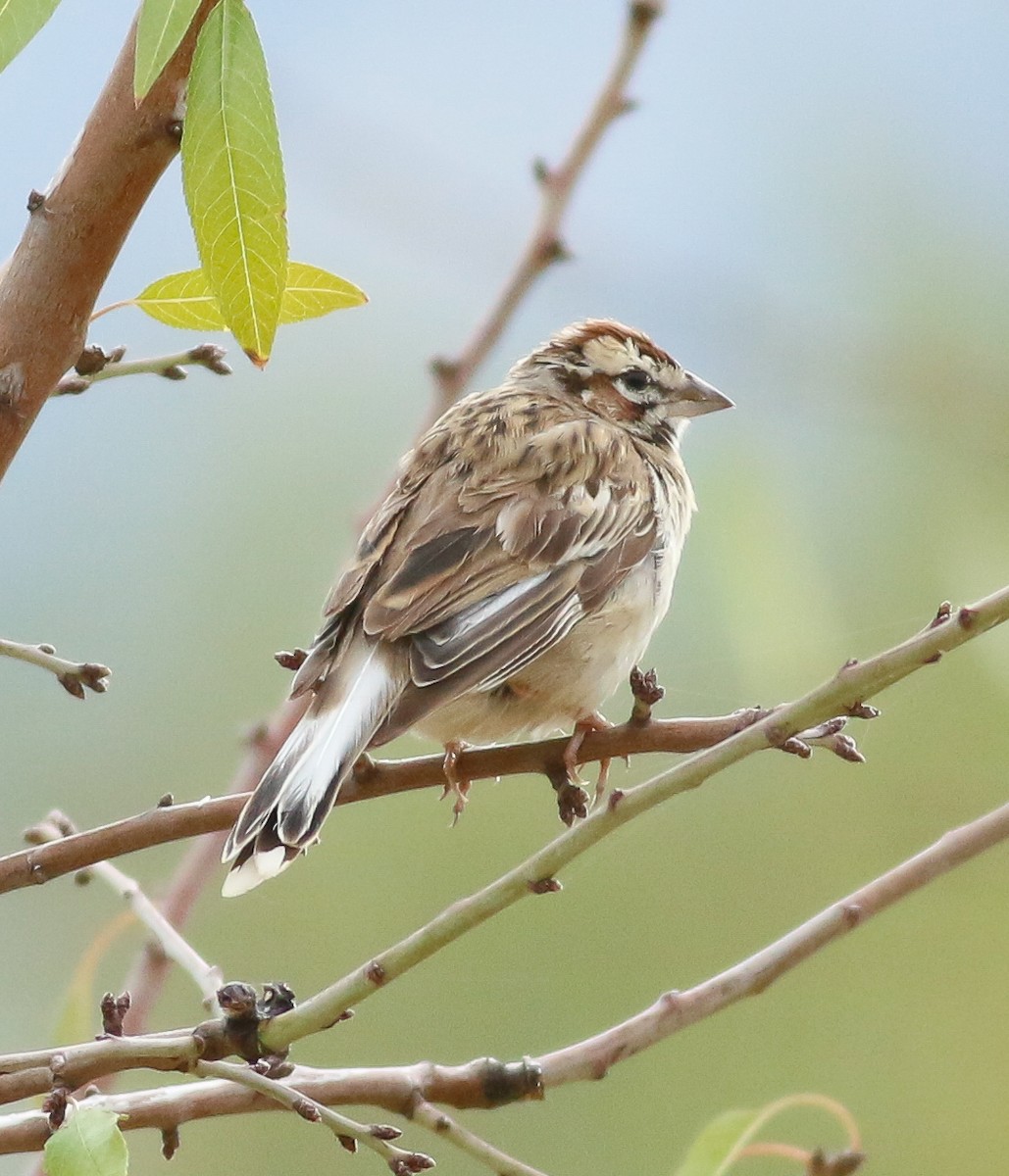 Lark Sparrow - ML39863821