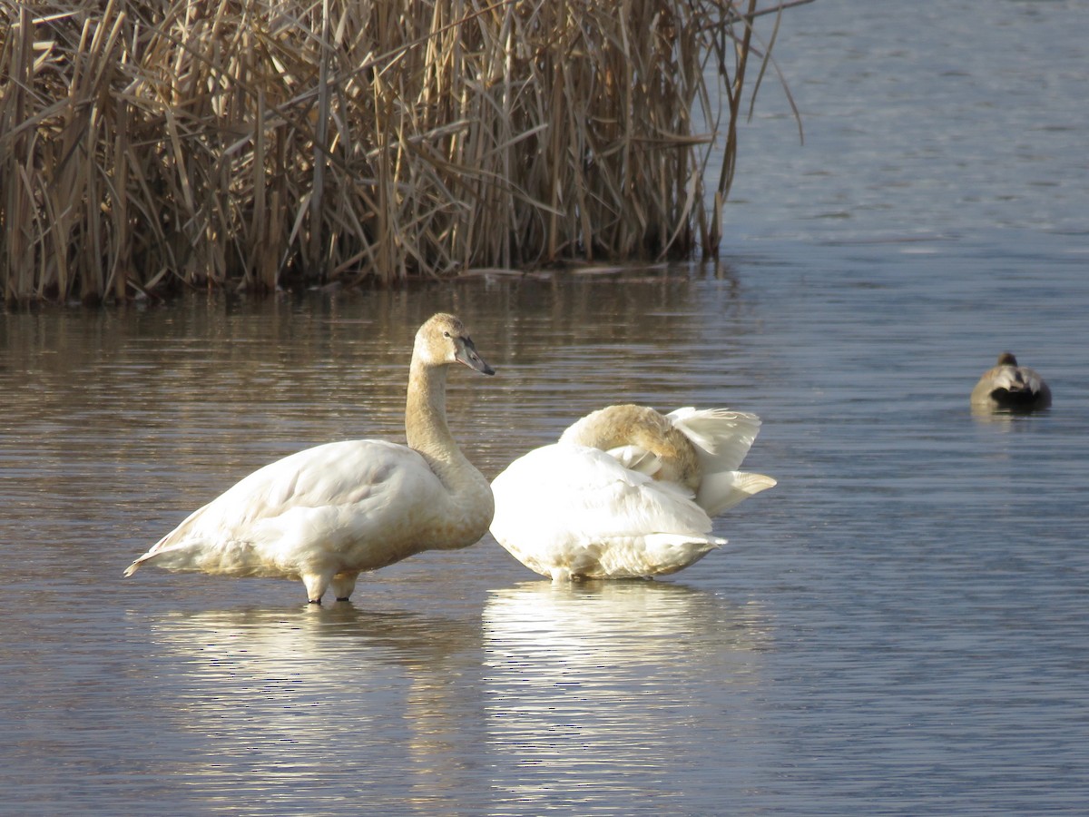 Trumpeter Swan - Tim Forrester