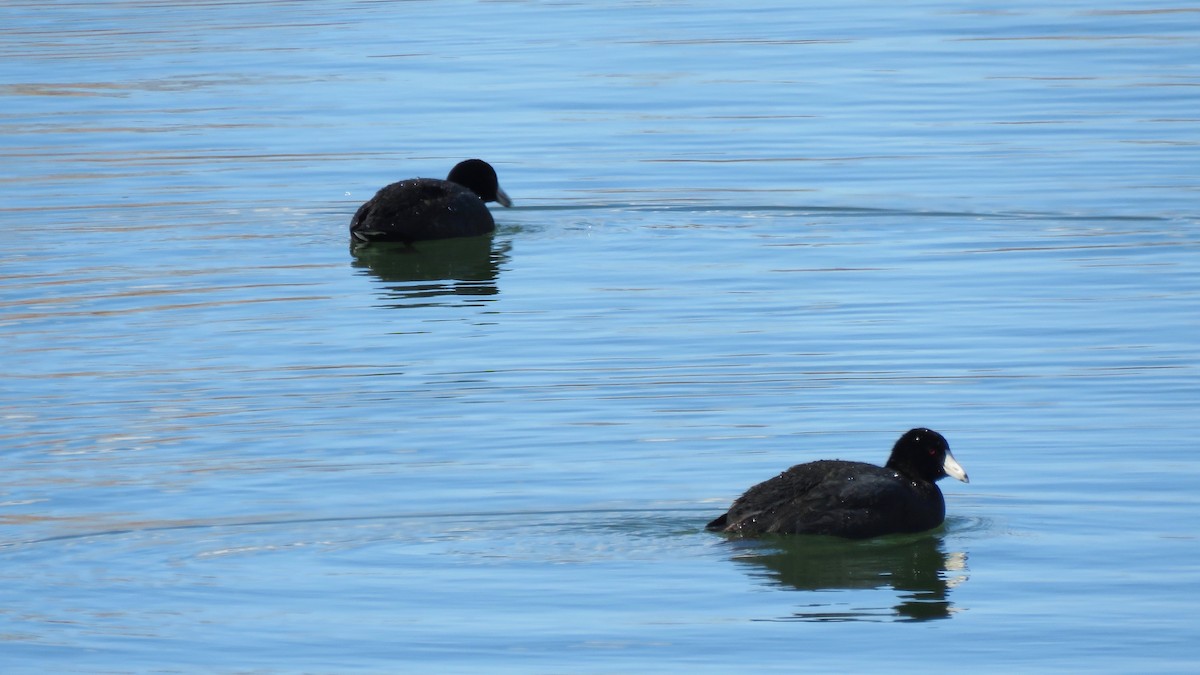 American Coot - ML398639571