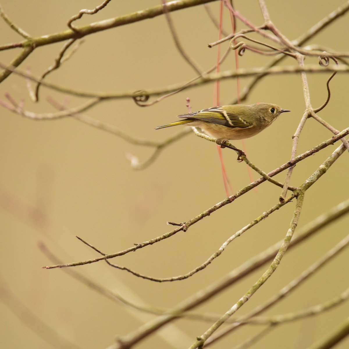 Ruby-crowned Kinglet - ML398640231