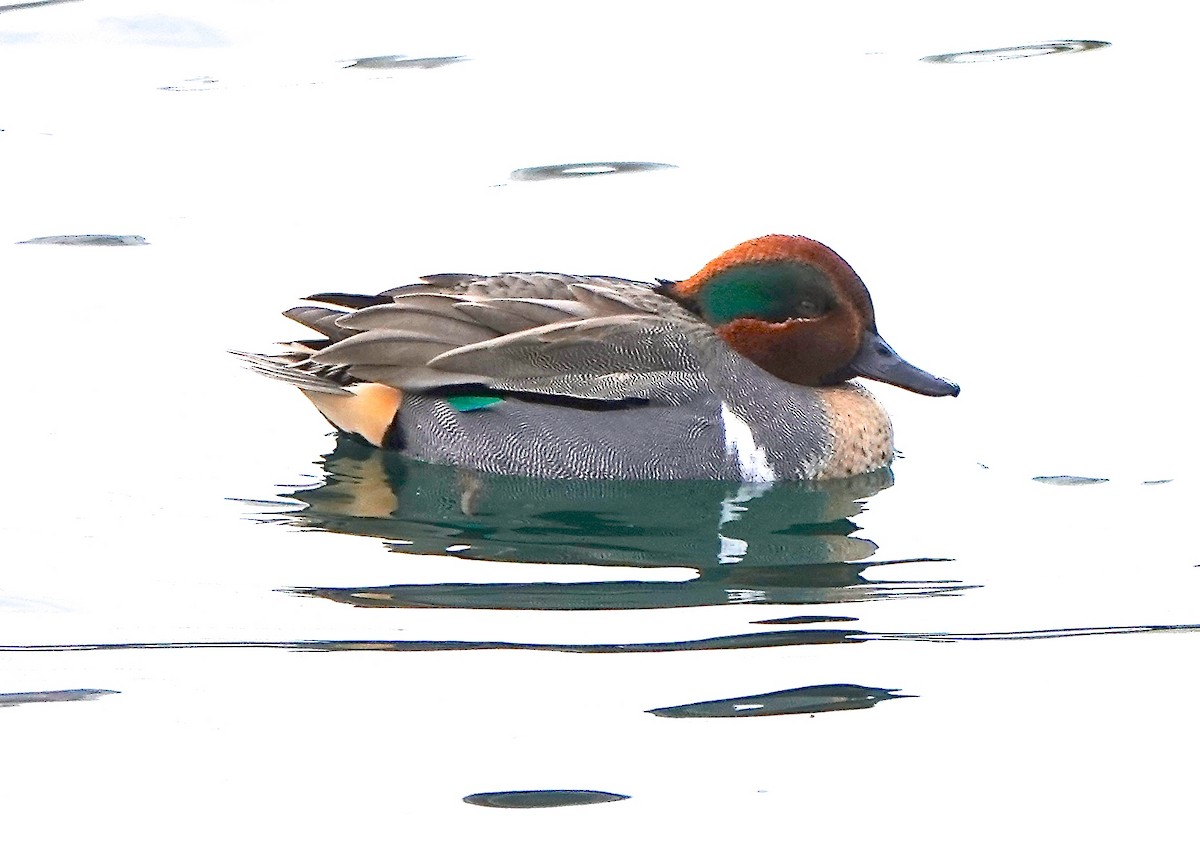 Green-winged Teal - ML398640991
