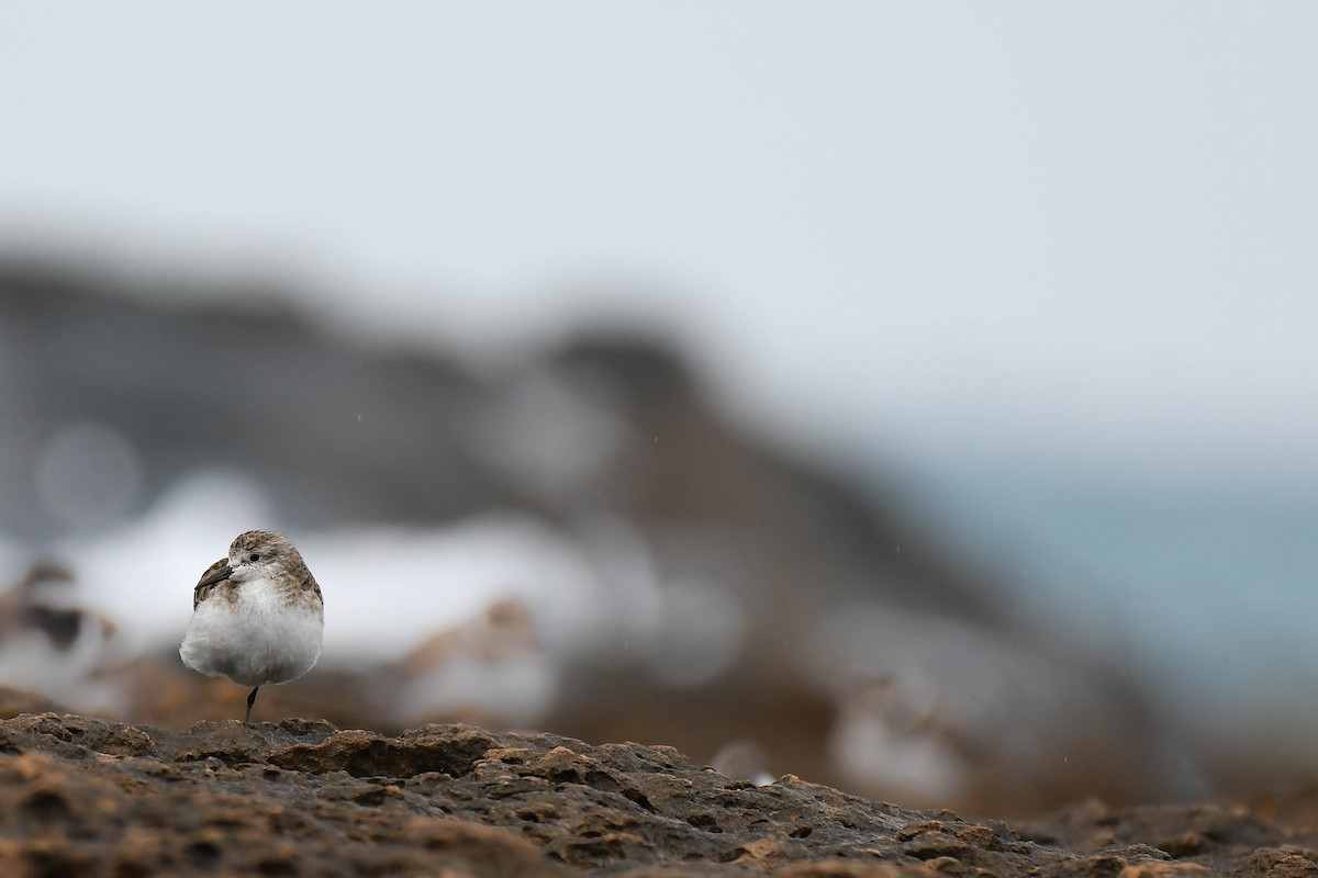 Little Stint - Itamar Donitza