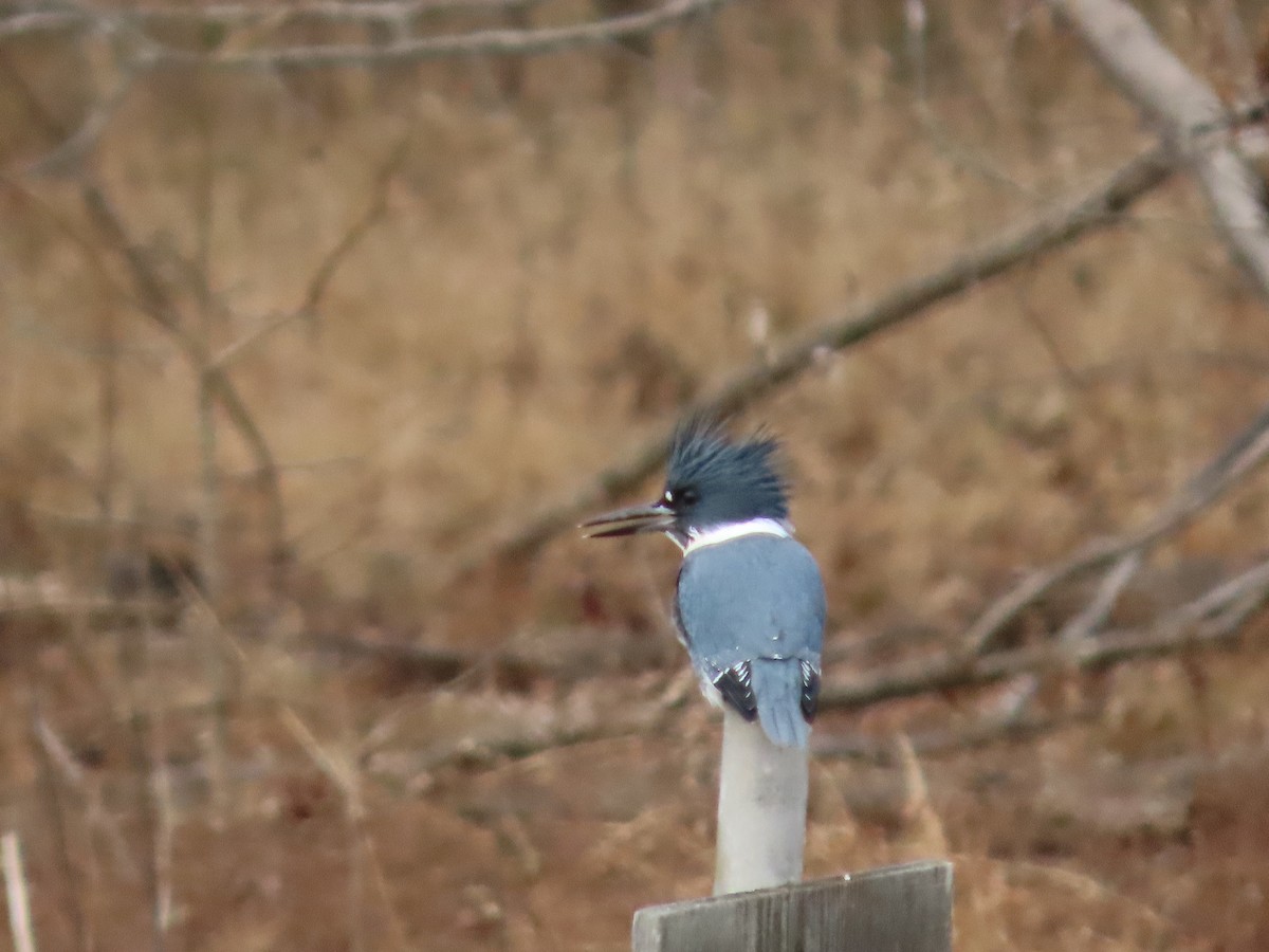 Belted Kingfisher - ML398645401