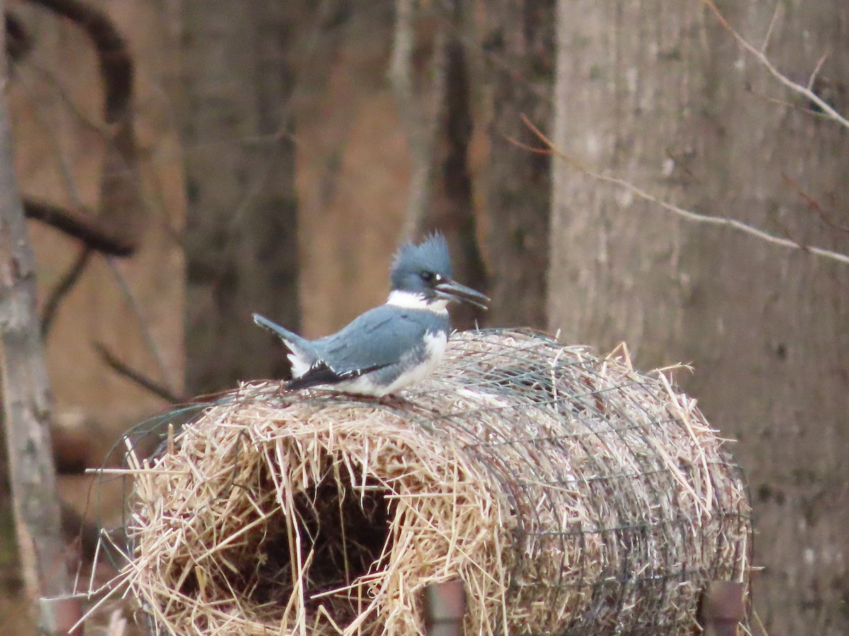 Belted Kingfisher - ML398645411
