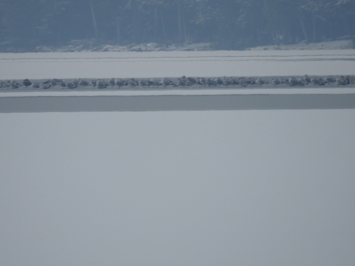 American Herring Gull - ML398649481