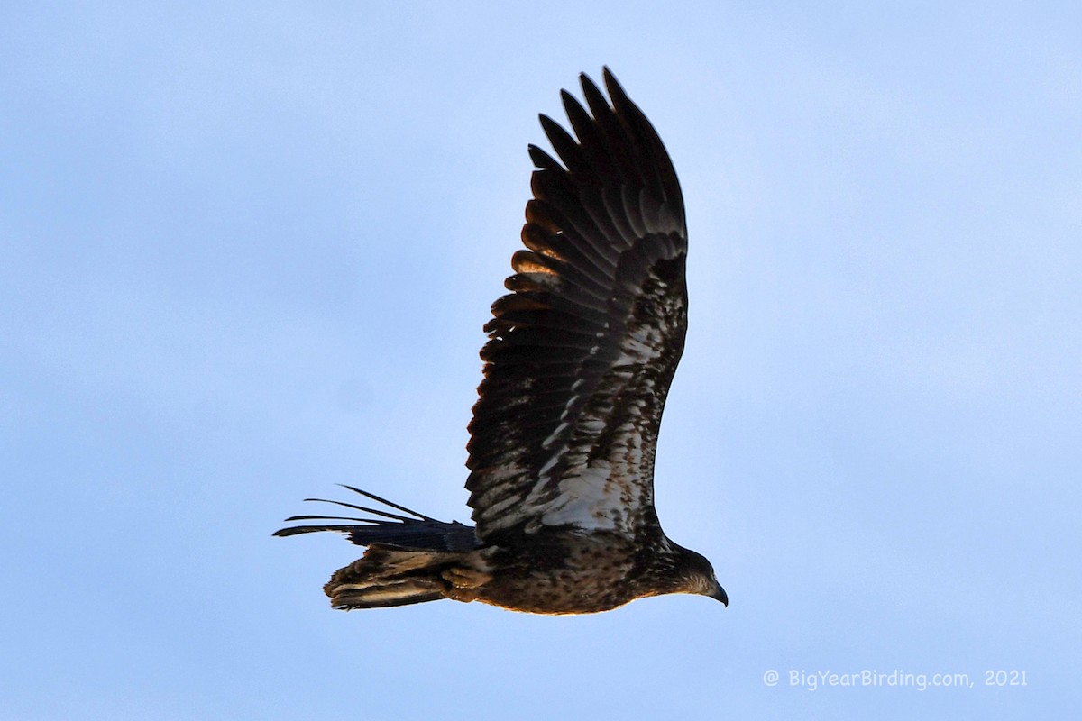 Bald Eagle - ML398651381