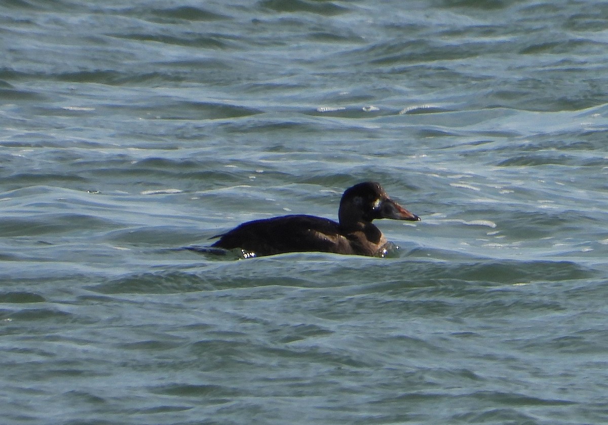 Surf Scoter - ML398652281