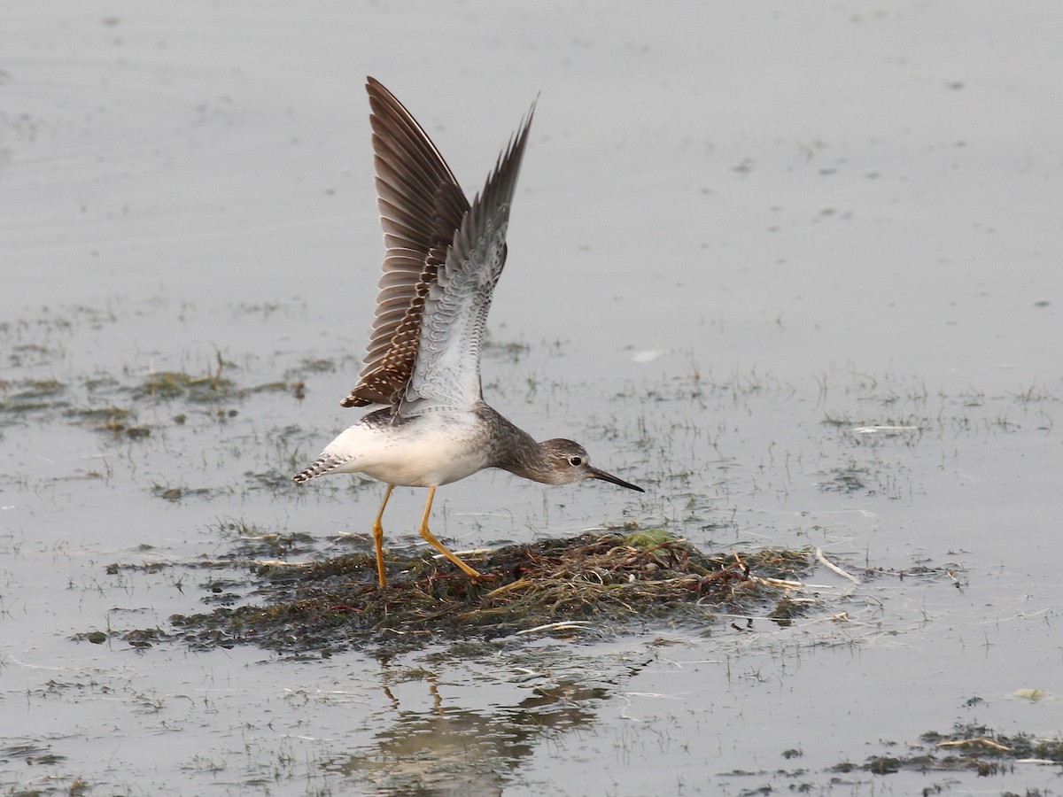 gulbeinsnipe - ML398653051