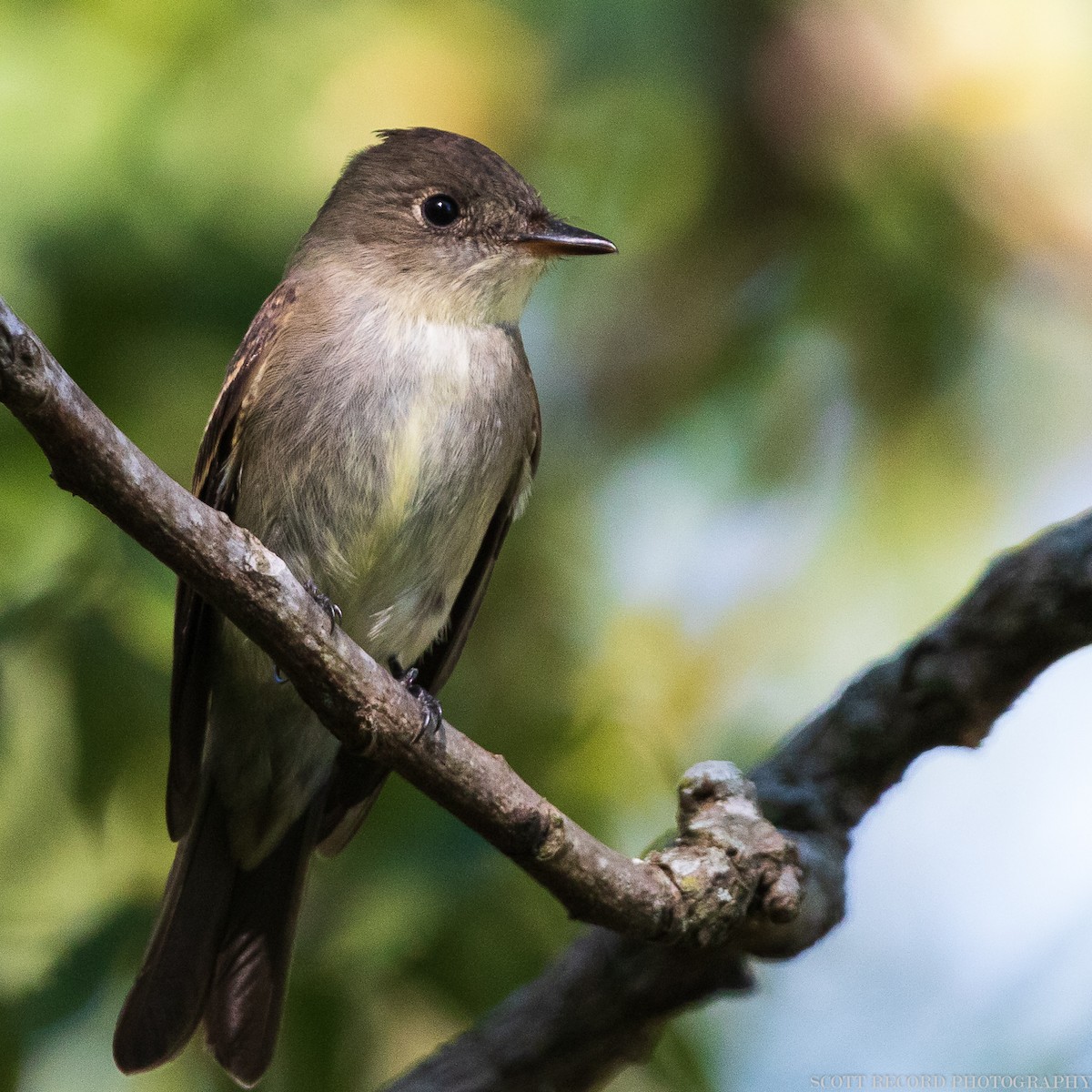 Eastern Wood-Pewee - ML398655571