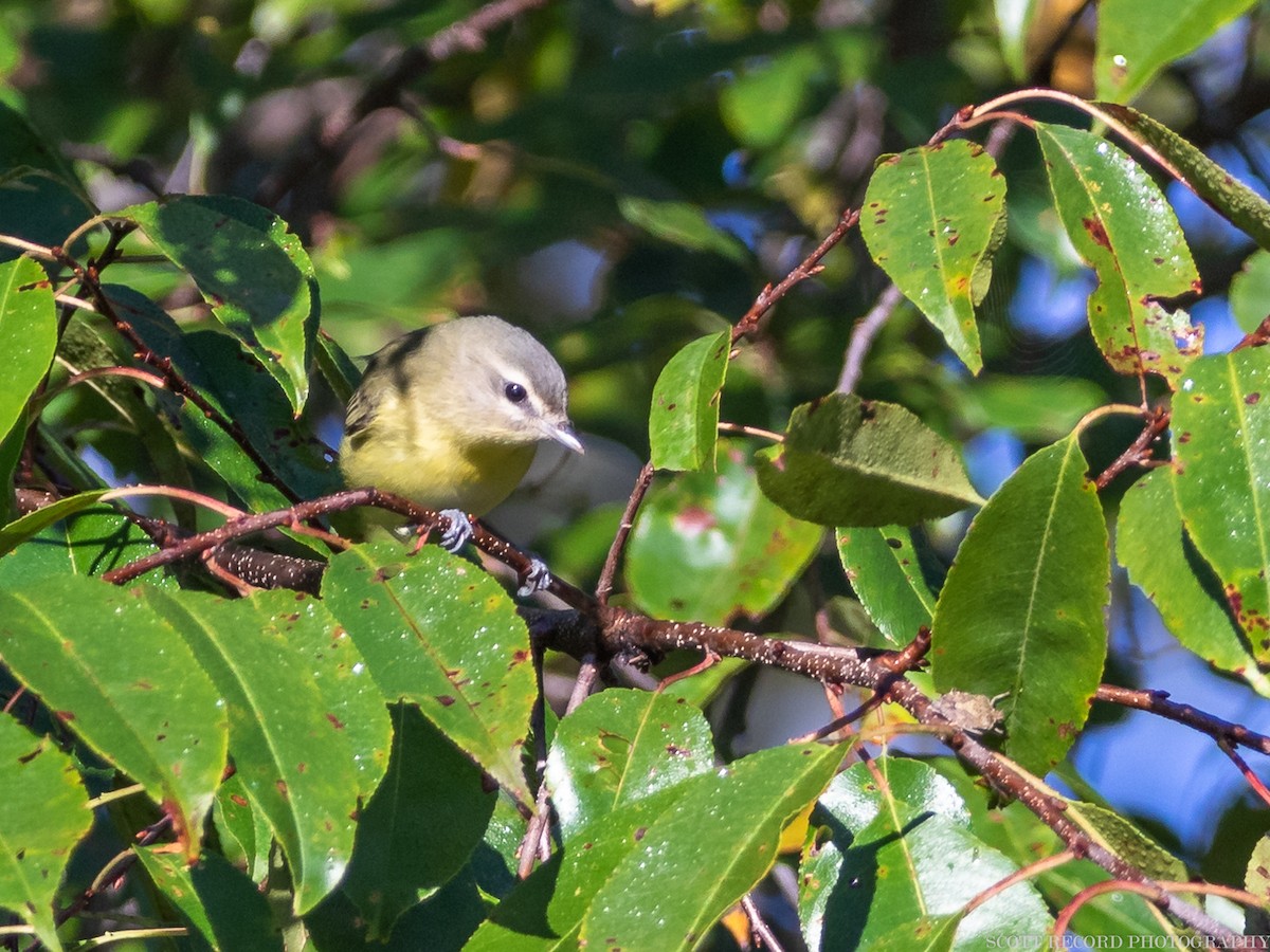 Philadelphia Vireo - ML398655591