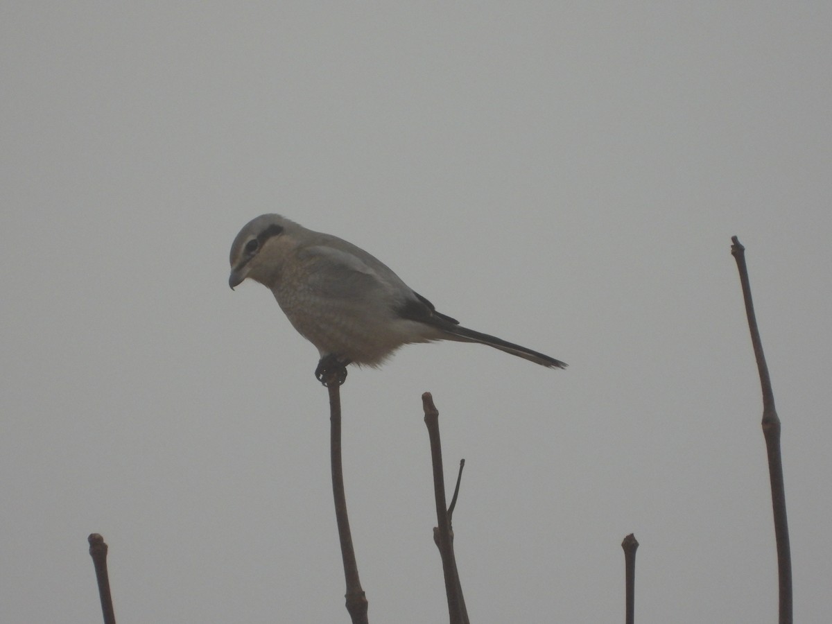 ťuhýk severní - ML398656211