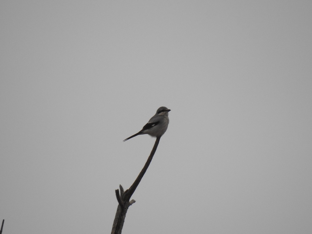 Northern Shrike - Andrew Sidelinger