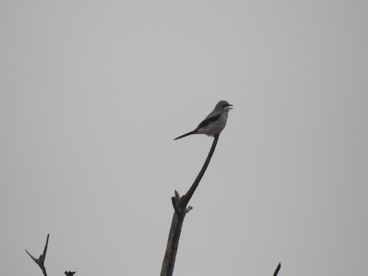 Northern Shrike - Andrew Sidelinger