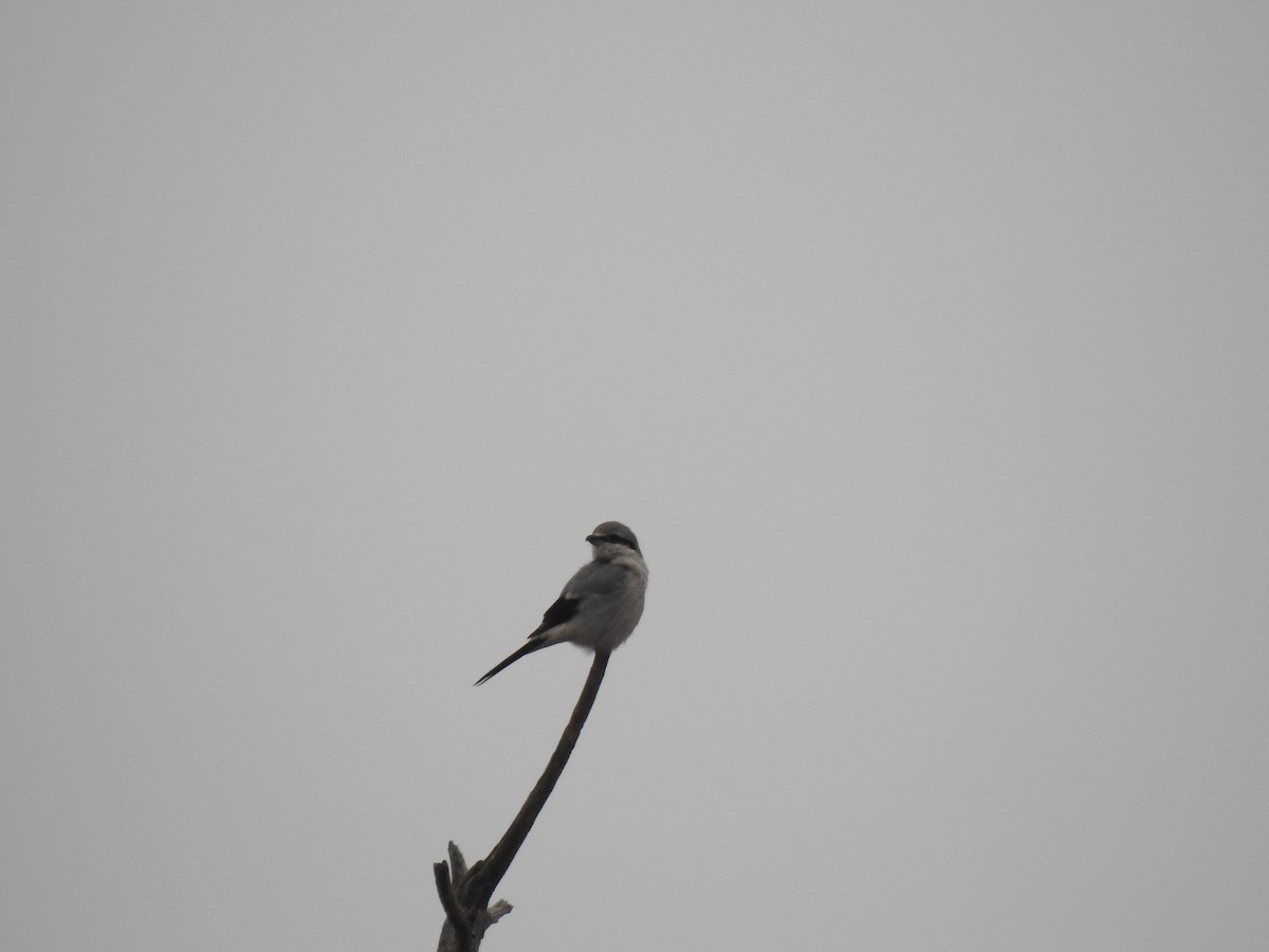 Northern Shrike - ML398656691