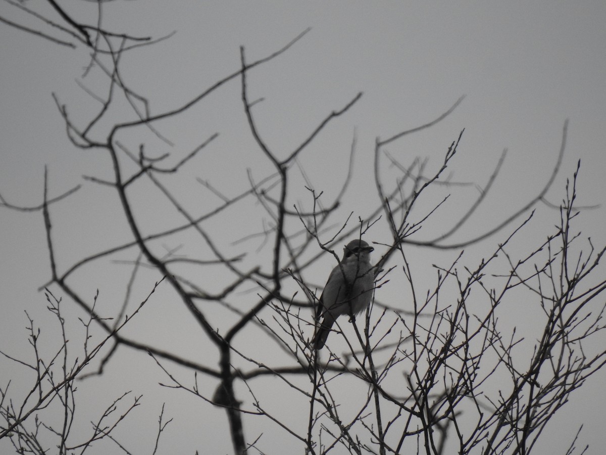 Northern Shrike - Andrew Sidelinger