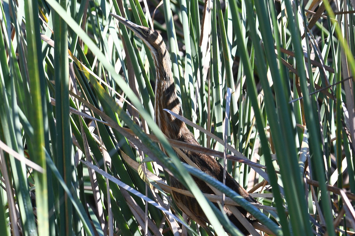 American Bittern - ML398661401