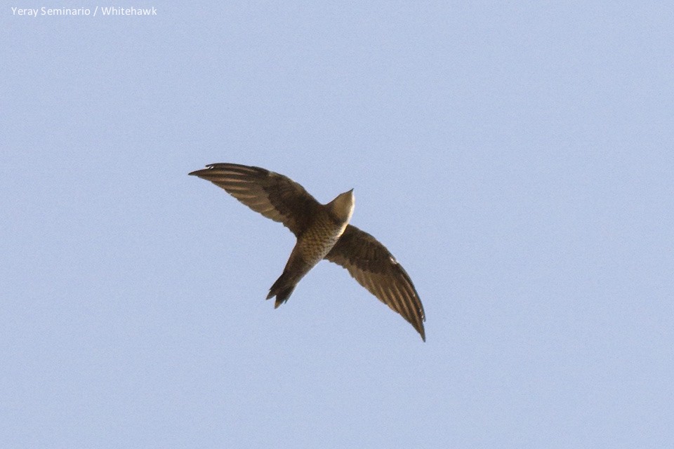 Mottled Swift - ML39866471