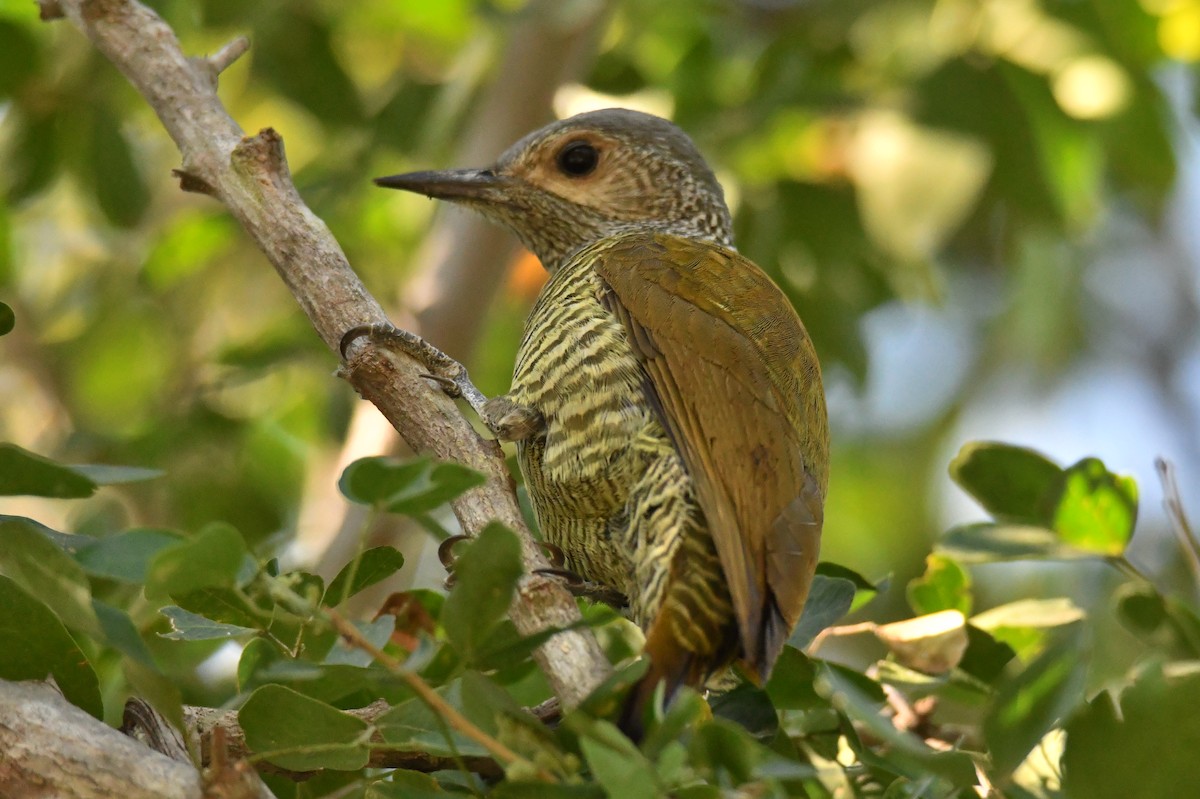 Gray-crowned Woodpecker - Tom Duncan