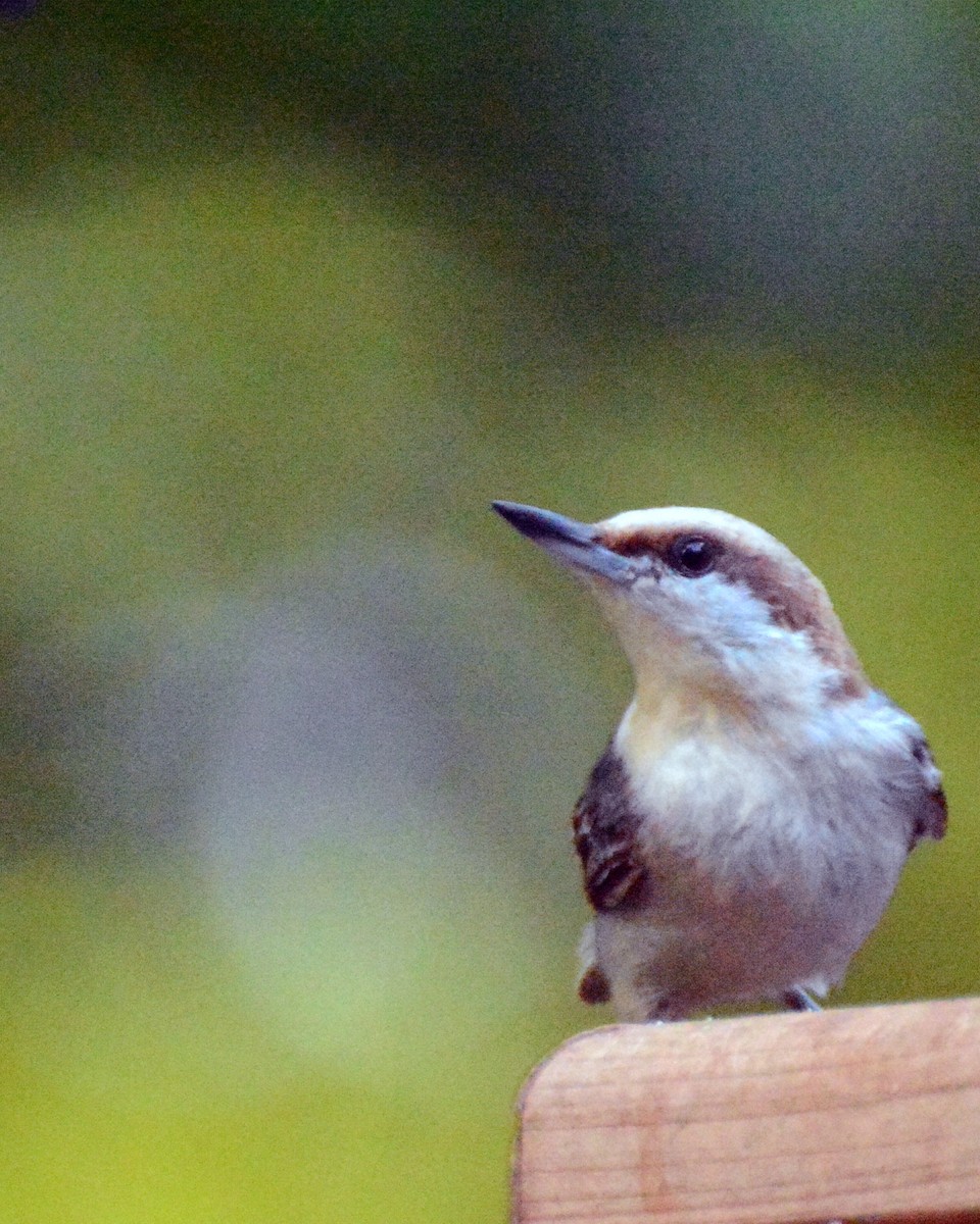 Brown-headed Nuthatch - Suzette Perry