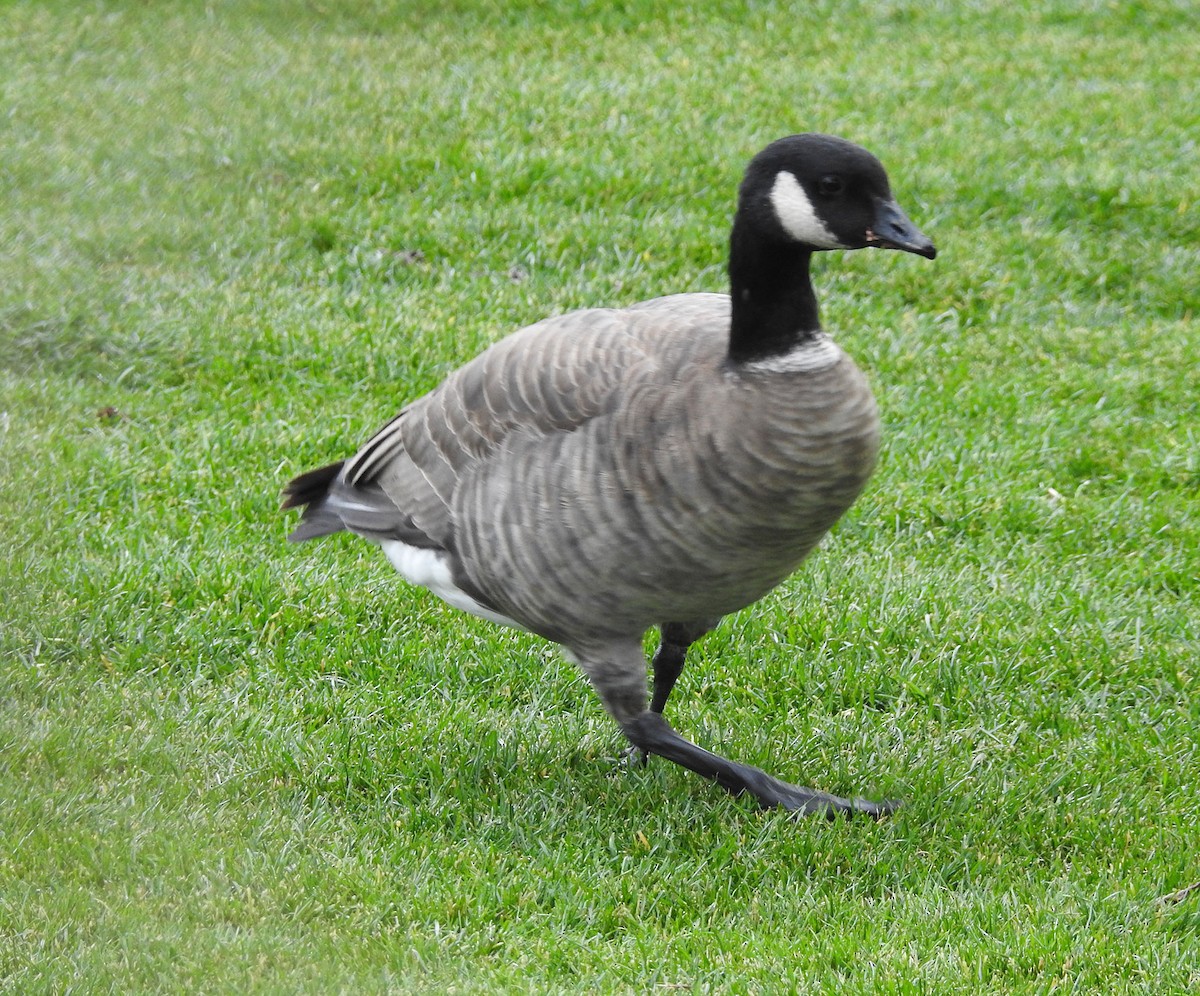 Cackling Goose - ML398668481