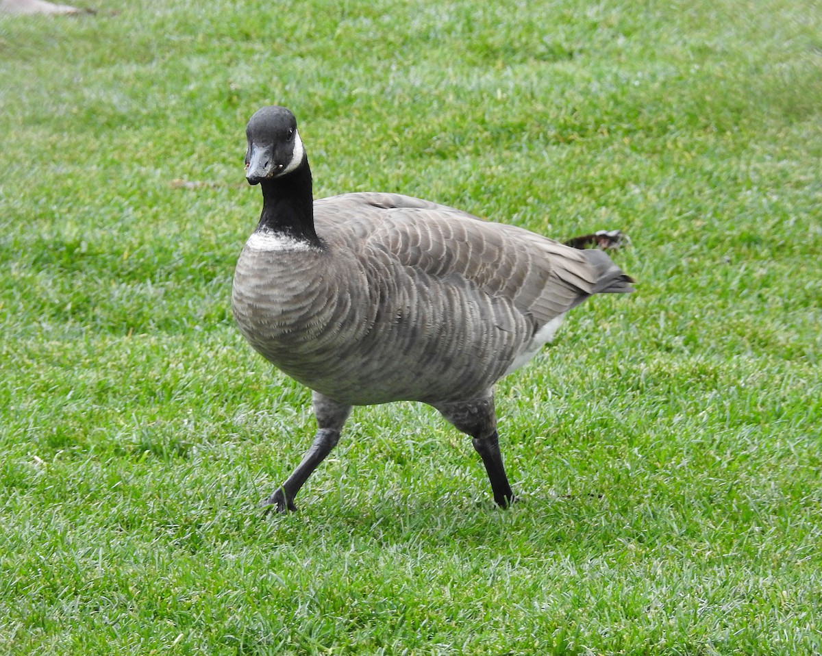 Cackling Goose - ML398668511