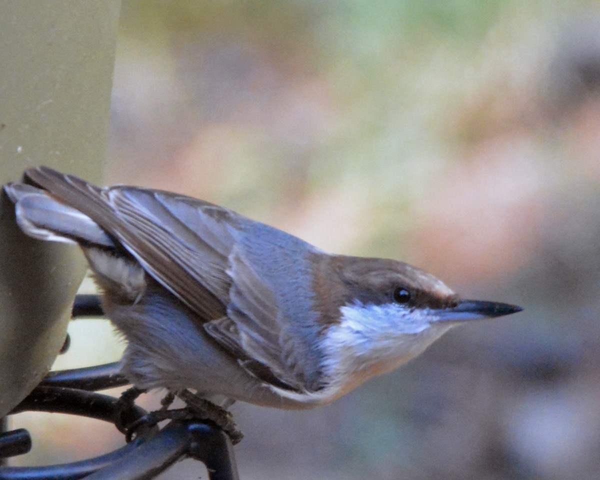 Brown-headed Nuthatch - Suzette Perry