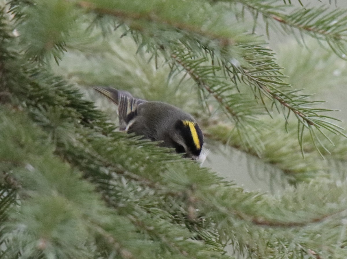 Golden-crowned Kinglet - Jonathan Lautenbach