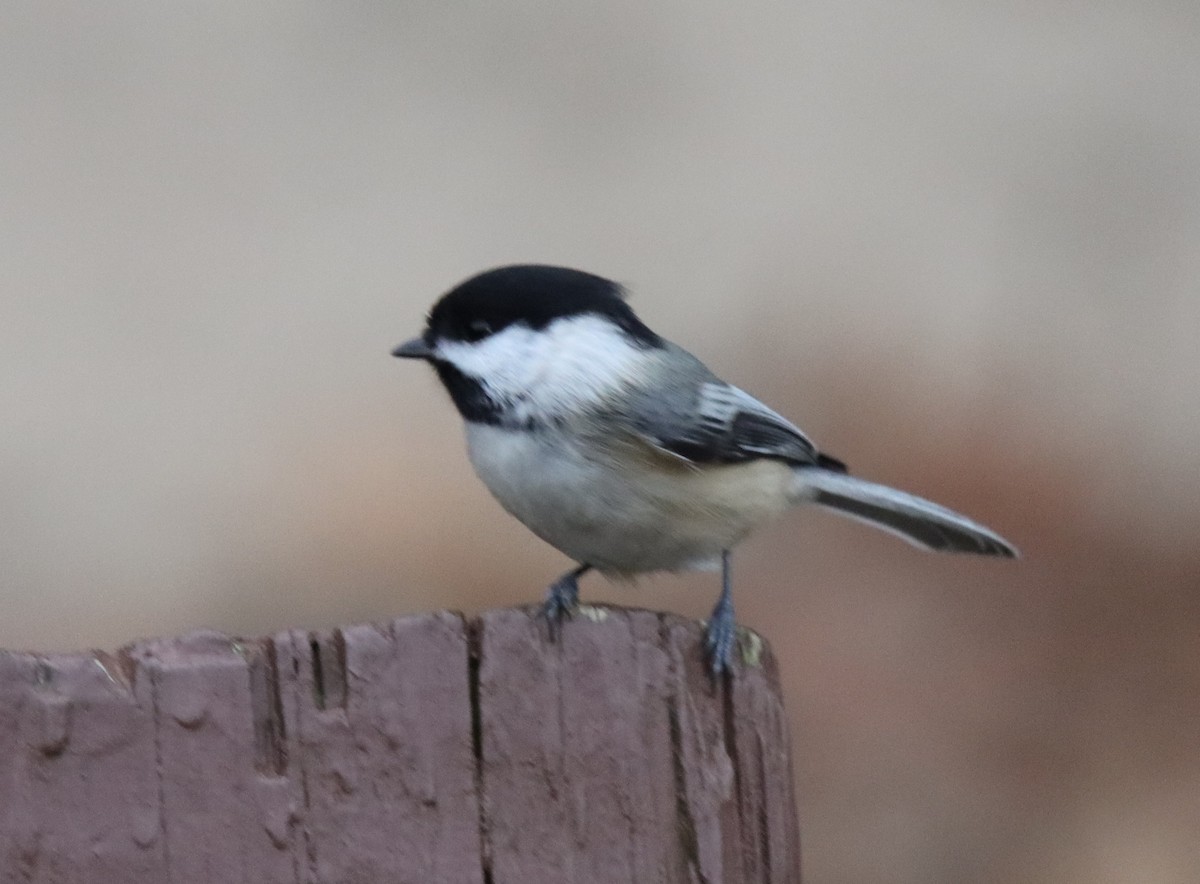 Black-capped Chickadee - ML398668891