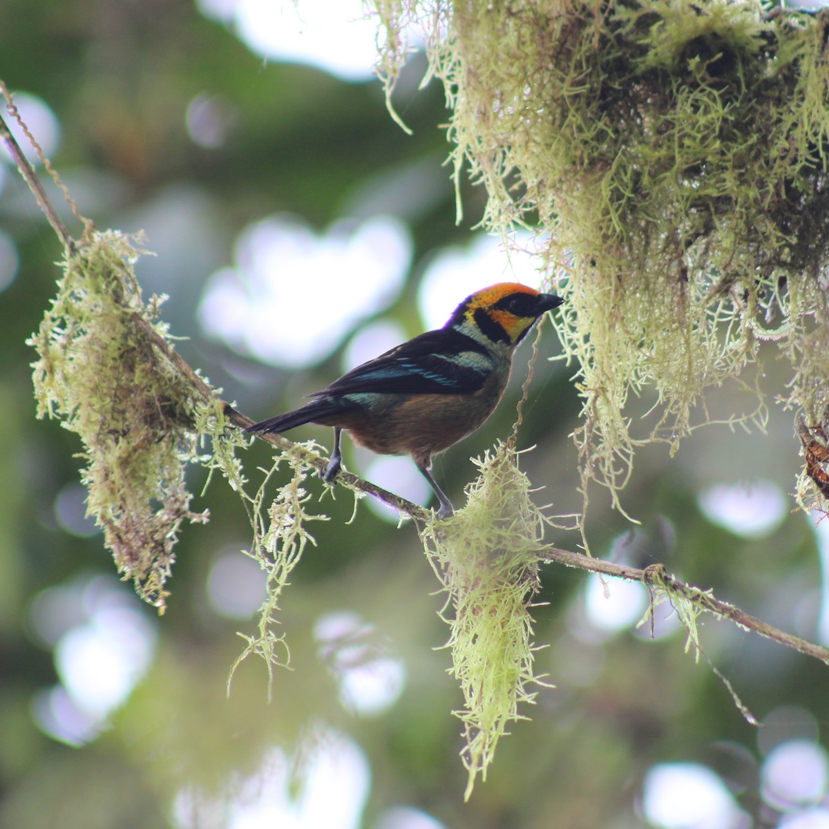 Flame-faced Tanager - ML398670261